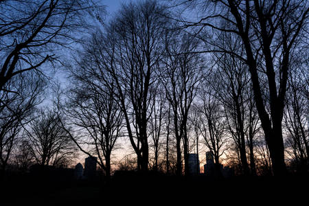 Sunset in a park showing trees and buildings.の写真素材