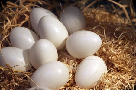 Easter eggs on a nest ,Liege, Belgiumの写真素材