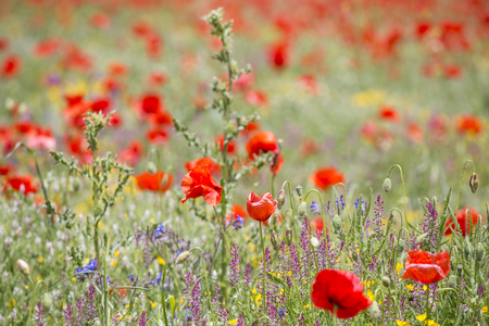 Poppies Spring fields in La Costera county Valencian community Spainの写真素材