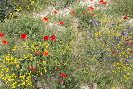 Spring fields in La Costera county Valencian community Spainの写真素材