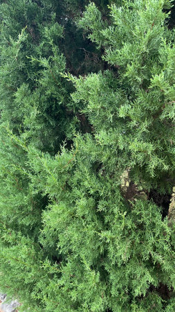 Cypress crown textures.の写真素材