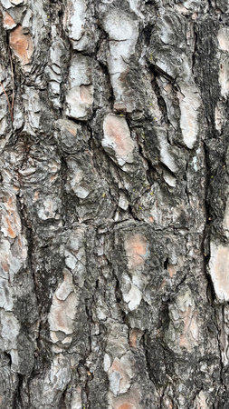 Conifer bark texture.