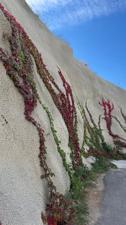 Plant crawling on the wallの写真素材