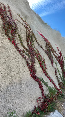 Plant crawling on the wallの写真素材