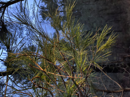 Pine tree at night in Goricaの写真素材