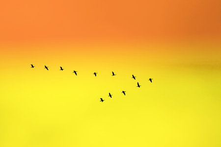 birds in classic V formation