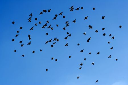 many flying pigeons on sky backgroundの写真素材
