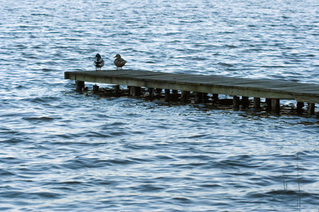 pair of ducks on the dockの写真素材