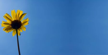 beautiful spring flower on a sky backgroundの写真素材