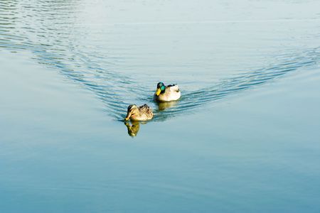 two ducks on a pondの写真素材