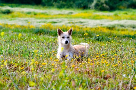 dog lying on yellow fieldの写真素材