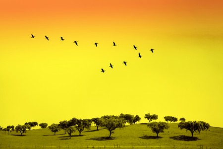 Green field with trees and birds in classic "V" formationの写真素材