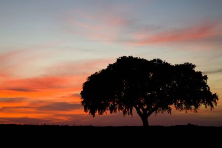 brilliant orange sky with a lone tree on a hill - Alentejo Portugalの写真素材