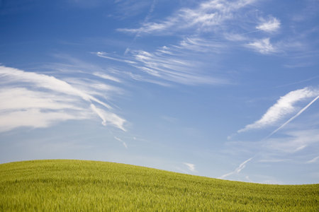 Green spring field with blue skyの写真素材