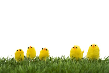 family of yellow chicks on a green grassの写真素材