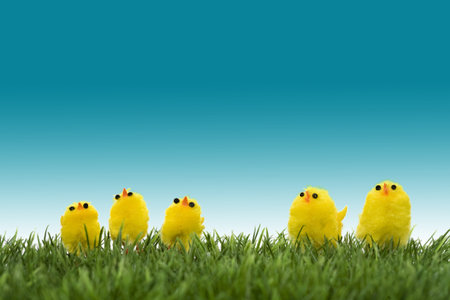 family of yellow chicks on a green grass