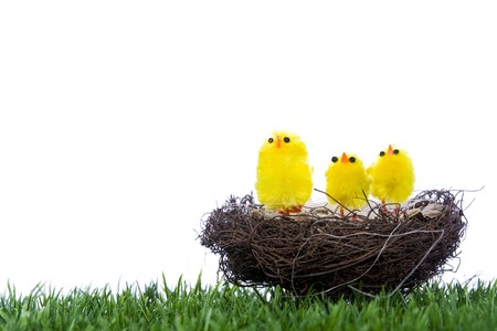 Baby chicks sitting in nest on grassの写真素材
