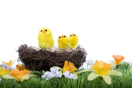 Baby chicks sitting in nest on grassの写真素材