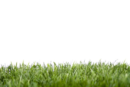 Green grass isolated on white backgroundの写真素材