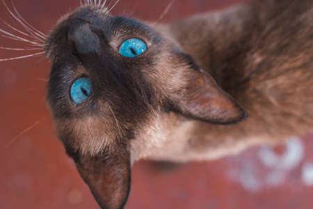 Portrait in close shot of Siamese cat with lovely blue eyesの写真素材