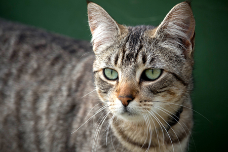 Close up of nonchalant grey tabby catの写真素材