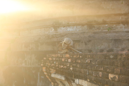 Stray dog cleaning itself in Wat Phra Si Sanphet temple in Ayutthaya, Thailand.の写真素材
