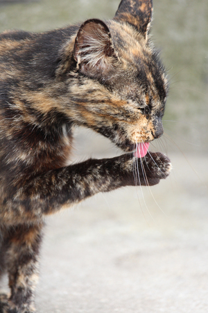 Senior tortoiseshell cat licking paw with eyes closedの写真素材