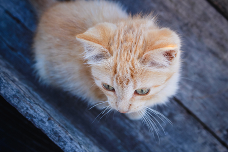 High angle view of fuzzy orange tabby kitten looking at something outside camera view.の写真素材