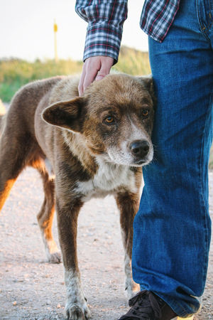 Lovely brown mongrel leaning against mans leg and being pettedの写真素材