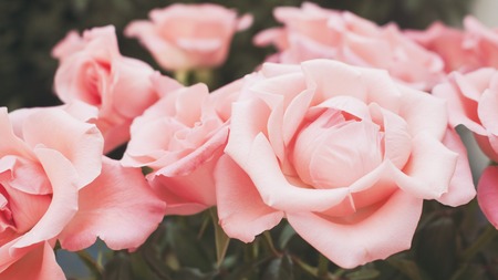 Close up of gorgeous light pink roses in full bloom. Shallow depth of field.の写真素材