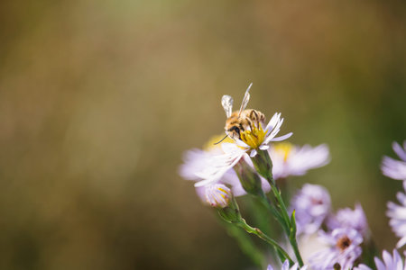 Honey bee collecting pollen from tripolium pannonicum flower. Honeybee sitting in flower pistil....