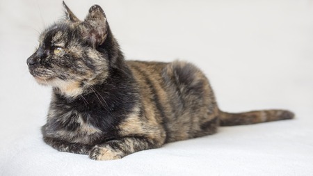 Relaxed and sleepy senior tortoiseshell cat lying down and looking to the left. Isolated cat in white background.の写真素材
