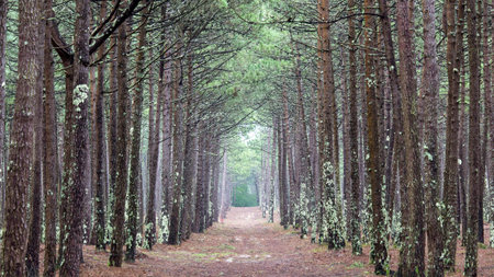 Lonely and peaceful path between the trees. Beautiful pine trees without leaves in autumn. With copy space.の写真素材