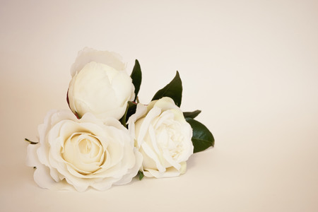 Beautiful artificial white roses in pastel background. Minimalistic Mothers Day celebration with copy space.の写真素材