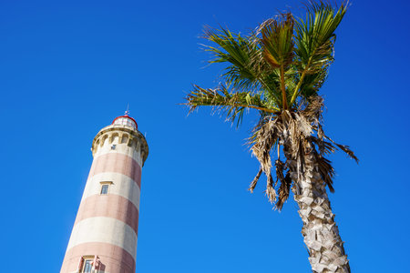 Low-angle photo of the Lighthouse of Praia da Barra, next to a palm tree. Clear blue sky during the day.の写真素材