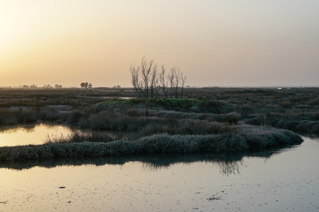 Sunset in the Cais da Ribeira de Esgueira, a beautiful lagoon in Aveiro. Lovely vegetation close to body of water.の写真素材