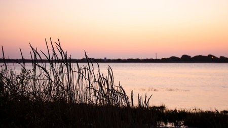 Silhouette of vegetation against a sunset sky. Blurry background of body of water. With copy space.