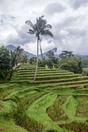 Coconut palm tree surrounded by green rice terraces. Mountains and dramatic sky in the distance. In Jatiluwih, Indonesiaの写真素材