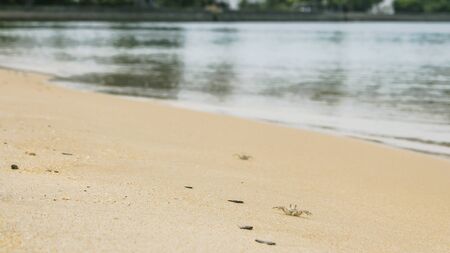Tiny little crabs lying on golden sand. Sea water in background. Summer or beach vacation concept with copy spaceの写真素材