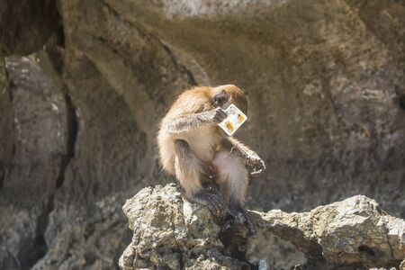Krabi, Thailand - January 2018: Thai macaque playing with plastic at Monkey Beach. Plastic waste crisis conceptのeditorial素材