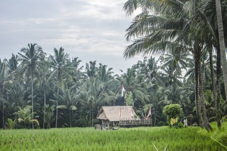 Horizontal photo of a typical Balinese landscape with traditional straw bale house, coconut palm tree forest, rice fields and Balinese flags in a cloudy day.の写真素材