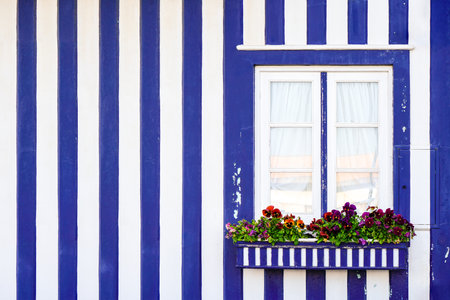 Vivid blue and white wall of a traditional Costa Nova house, a window and flower bed with wild pansys. With copy spaceの写真素材