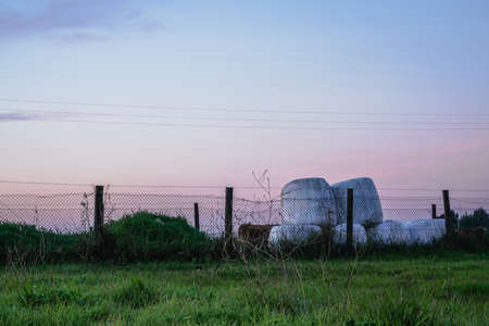 Rural landscape during twilight with wrapped rounded hay bales behind a fence and green grass.の写真素材