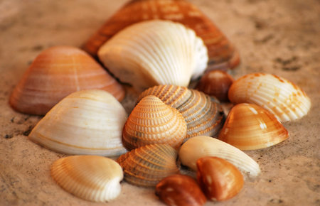 Composition of seashells