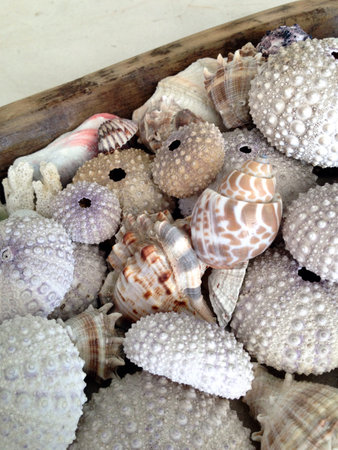 Composition of sea urchin shells, conch and seashell