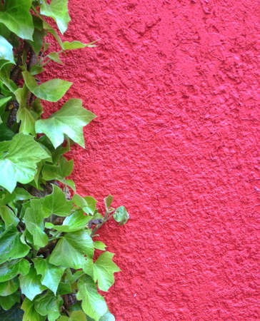 Red rextured wall with green leaves on left, space for textの素材