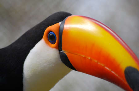 Toucan closeupの写真素材
