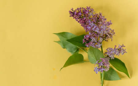 Banner for the site of a company selling floristics. Spring concept, flower shop branding. Lilac branch on a yellow background. Holiday card copy spaceの写真素材