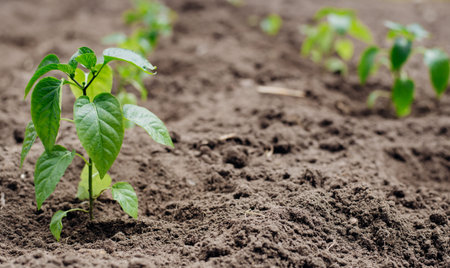 Young shoots of seedlings the bell peppers. Closeup view of young paprika sprouts in the soil....