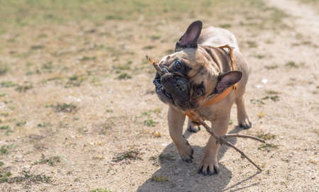 French bulldog plays a branch from a tree on the grassの写真素材
